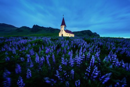 维克小镇,冰岛,城镇,建筑,国外,紫色薰衣草,植物,花