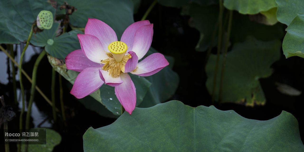 自然风光,植物,树木