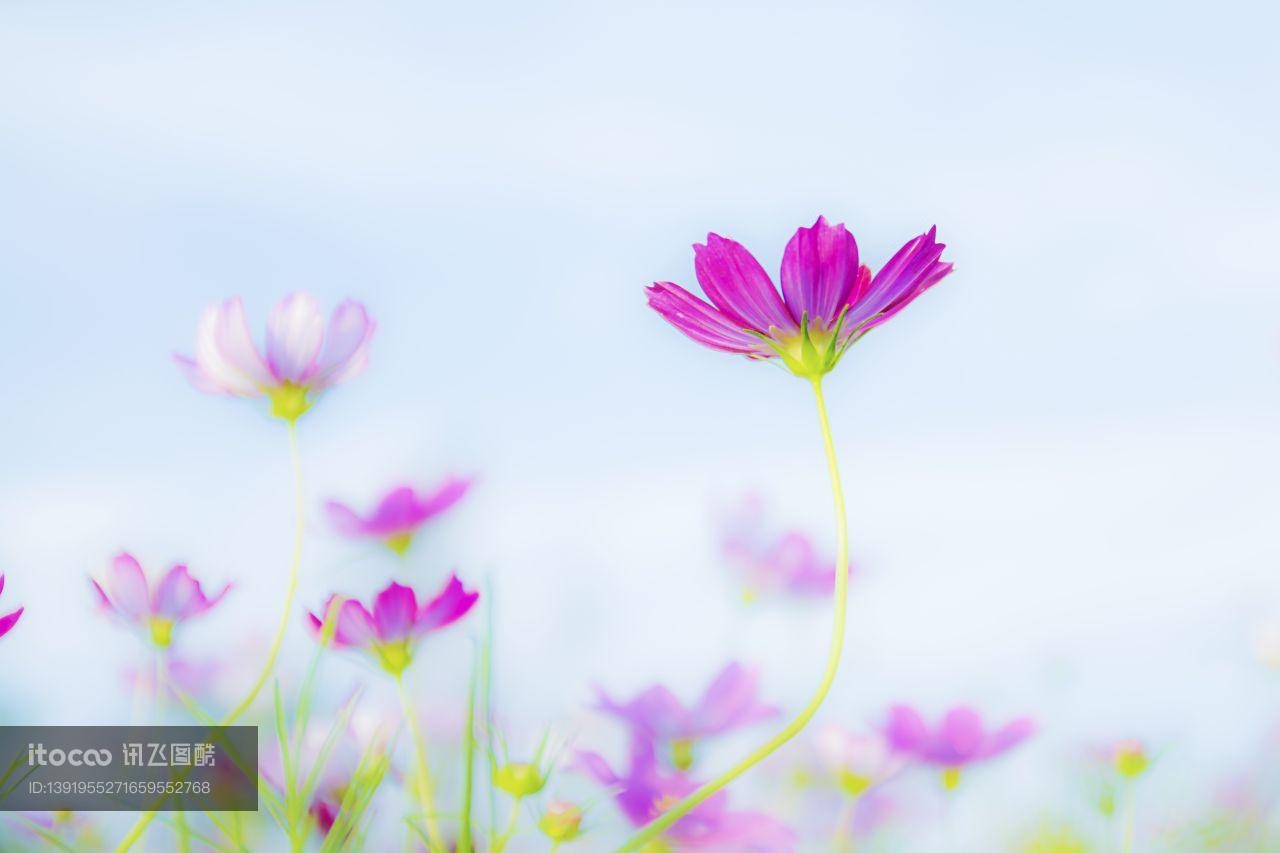 植物,环境,季节