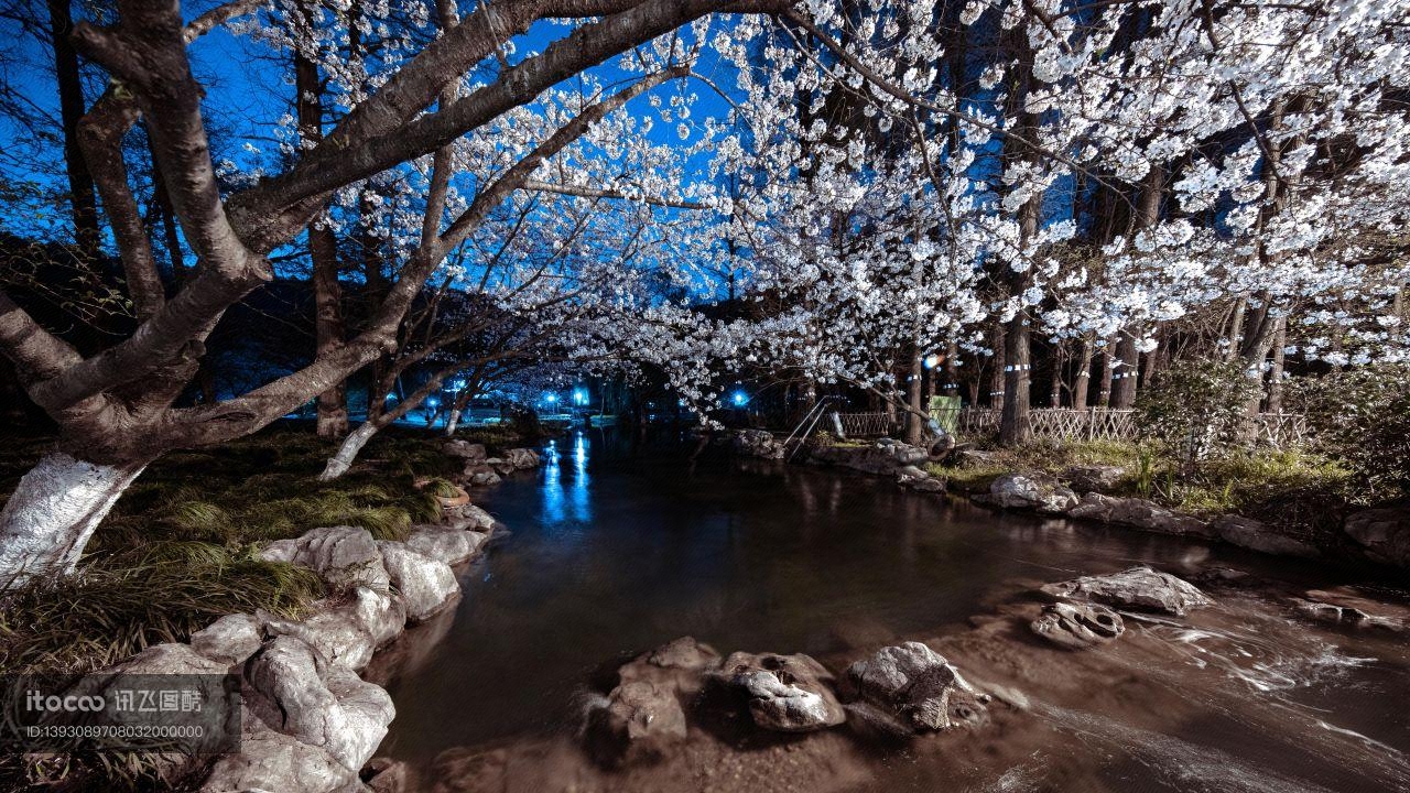 夜晚,樱花树,樱花盛开