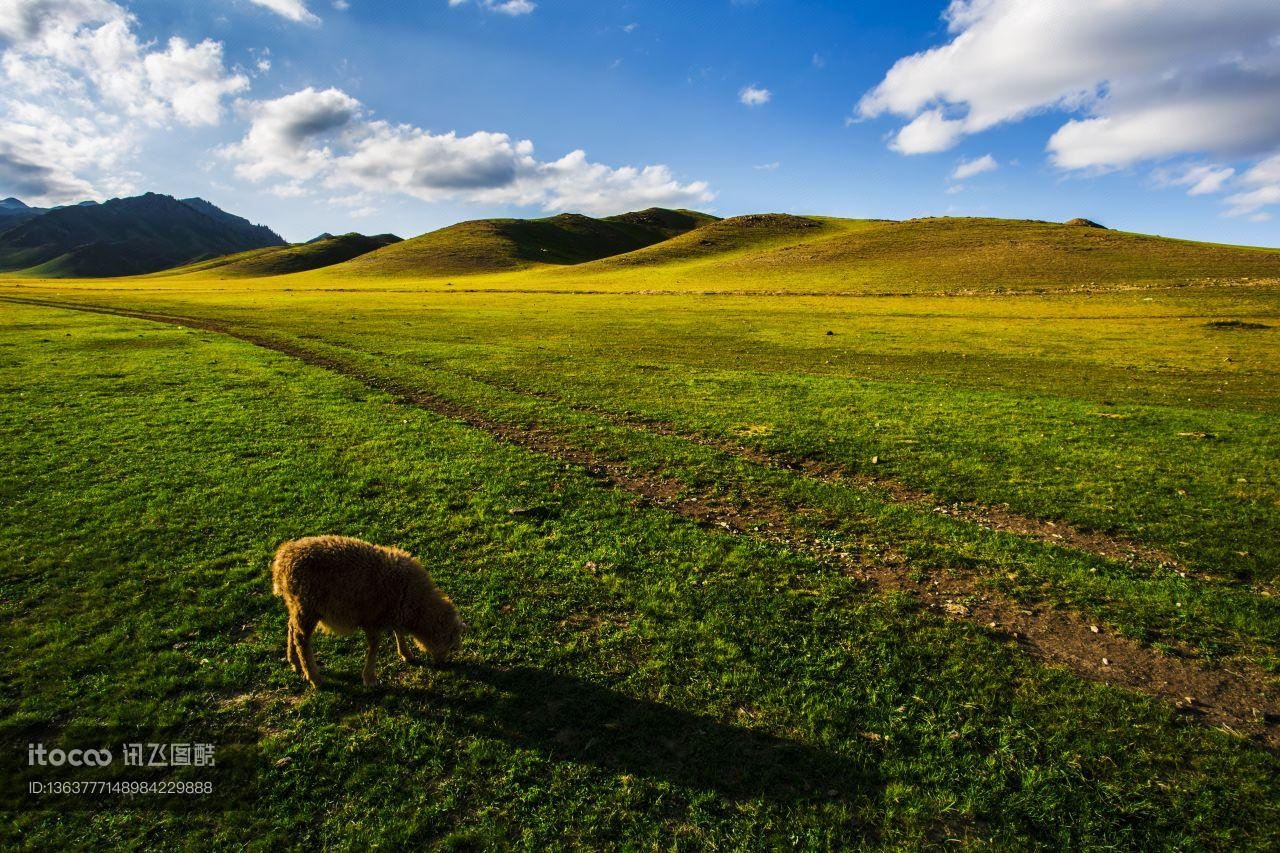 草原,生物,羊