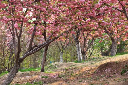 自然风光,植物,花,玉渊潭,中国,北京