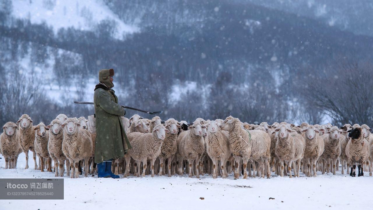 冬天,羊,环境人像