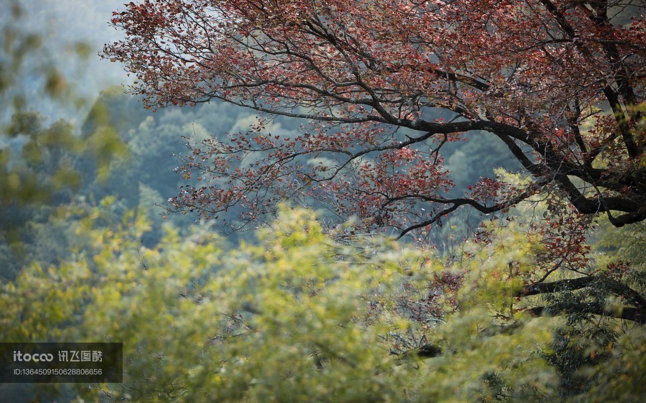 枫树,峡谷,自然风光