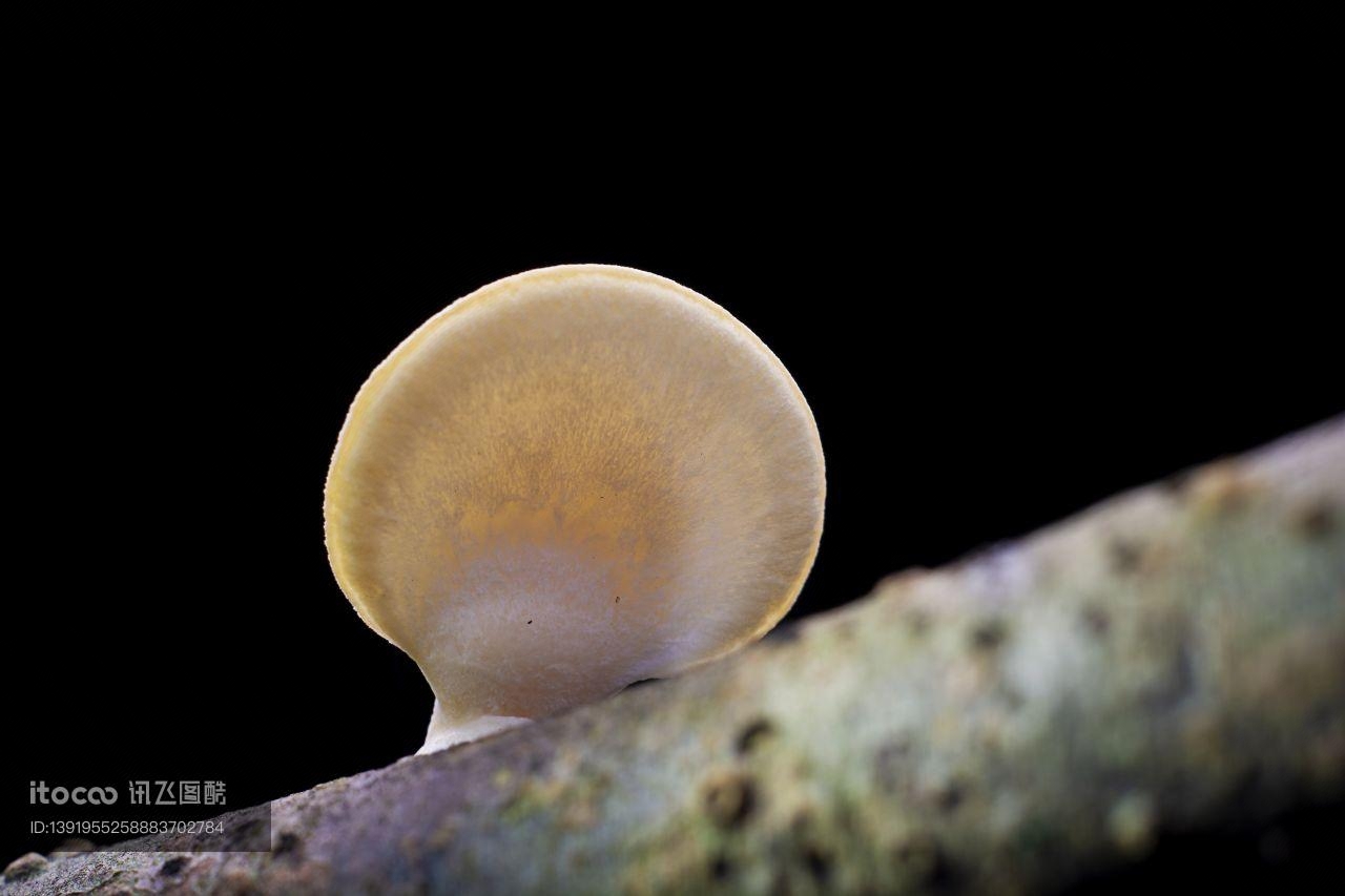 青草,蘑菇（块菌）,真菌
