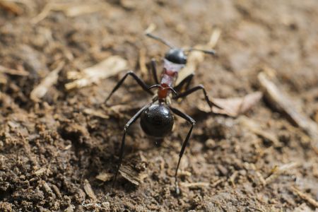 节肢动物,昆虫类,生物,动物,特写,微距,昆虫