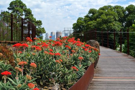 生物,植物,花,道路,白云