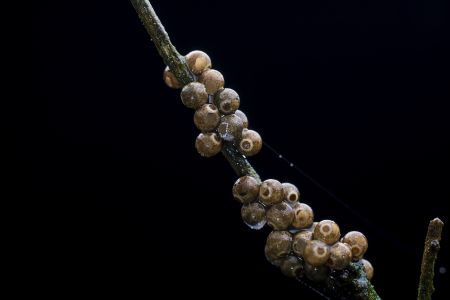 特写,黑色背景,虫卵,生物,动物,昆虫,植物