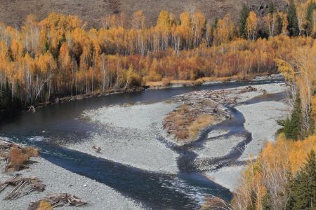 山川,植物,高原,自然风光,森林,树叶,树木,中国,新疆