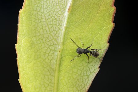 昆虫,虫子,昆虫类,节肢动物,动物,生物