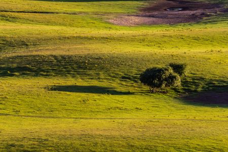 草原,树木,自然风光,生物,植物,青草