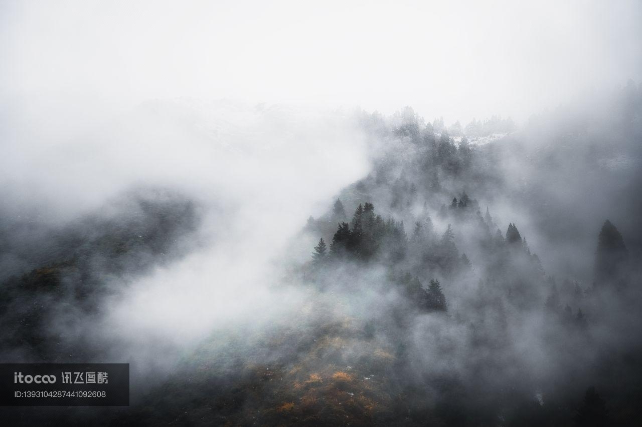自然风光,森林,雾