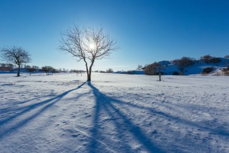 冰雪,自然风光,天空,太阳,植物,灌木