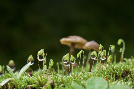 蘑菇（块菌）,青草,户外,季节,环境,嫩芽,生物,特写,植物,真菌,田园风光