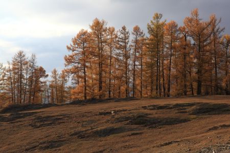 植物,秋天,树木,森林,白哈巴,中国,新疆