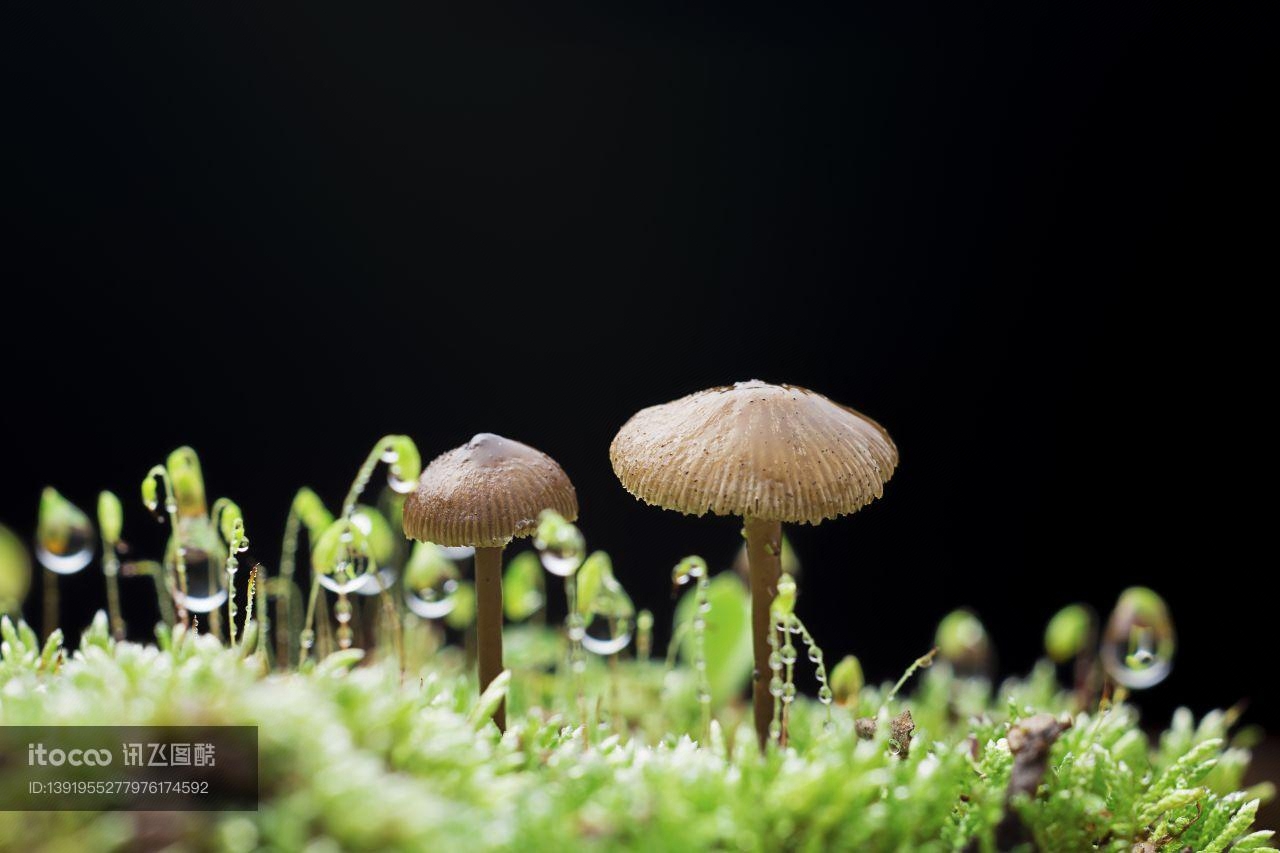 蘑菇（块菌）,植物,田园风光