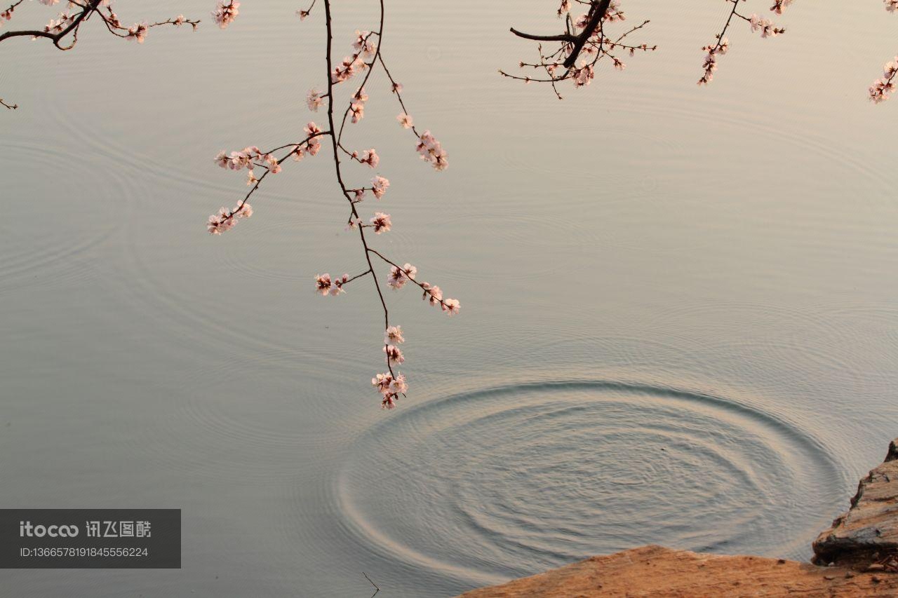 花枝,江河,北京