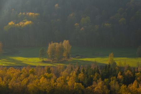 拉脱维亚,国外,自然风光,森林,植物,树木