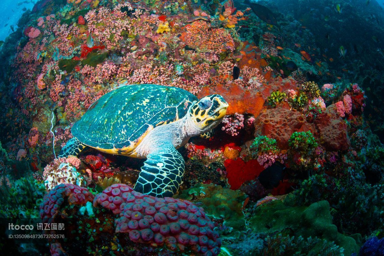 海龟,珊瑚礁,自然风光