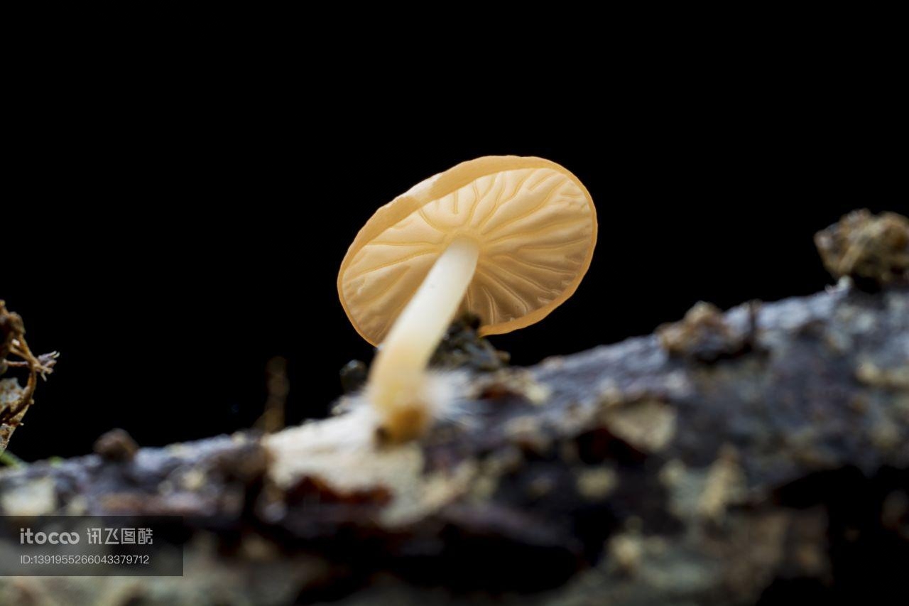 特写,蘑菇（块菌）,自然