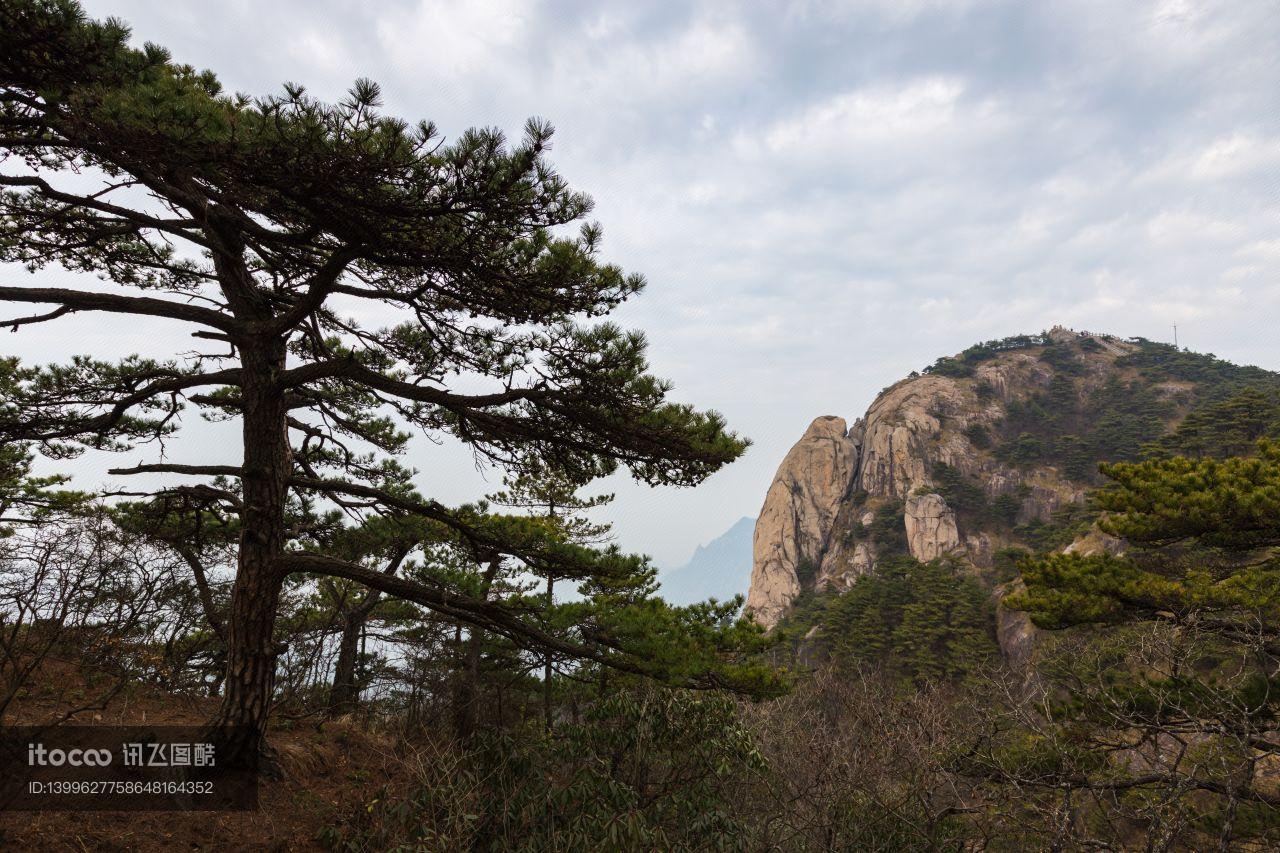 植物,九华山,中国