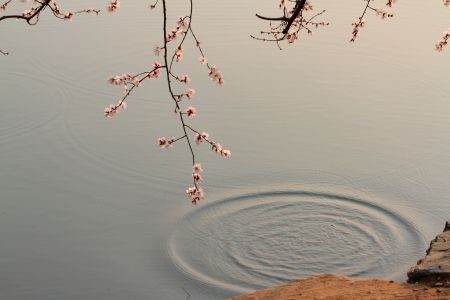 花枝,江河,北京,湖泊,植物,颐和园,花,水波