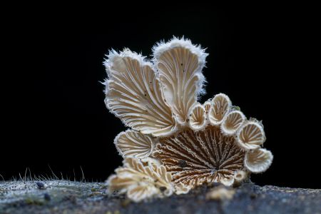 特写,黑色背景,生物,真菌,蘑菇（块菌）