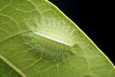 昆虫,昆虫类,幼虫,植物,动物,生物,特写