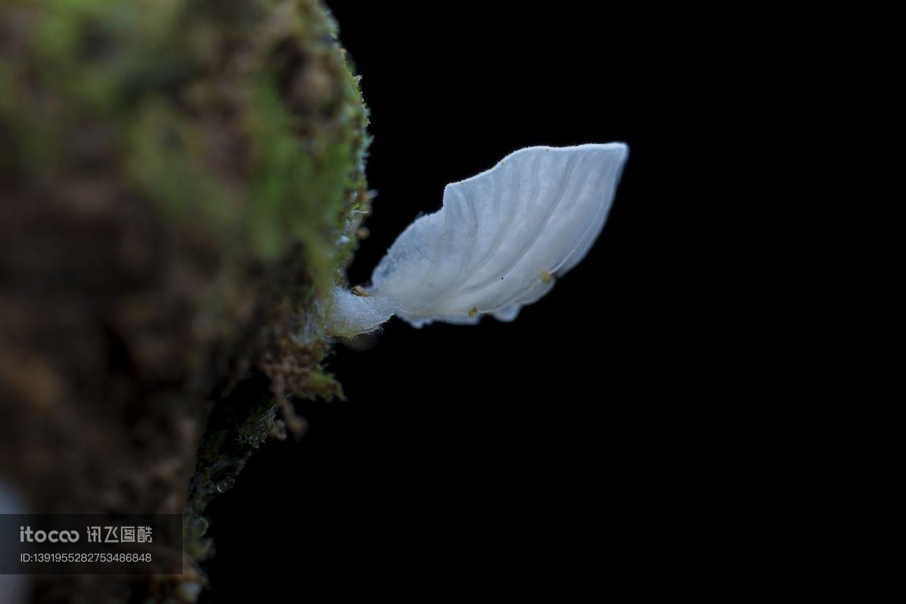 生物,蘑菇（块菌）,特写