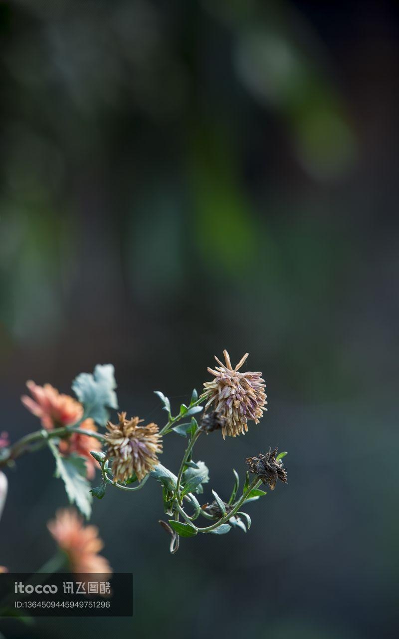 花,秋菊,自然风光