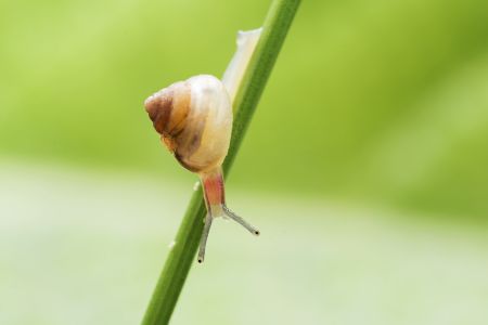 蜗牛,软体类,动物,生物,特写,昆虫