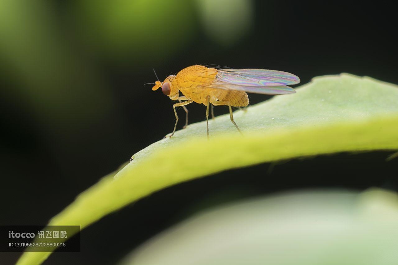 生物,昆虫,蝇