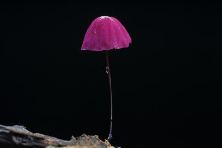 植物,特写,微距,生物