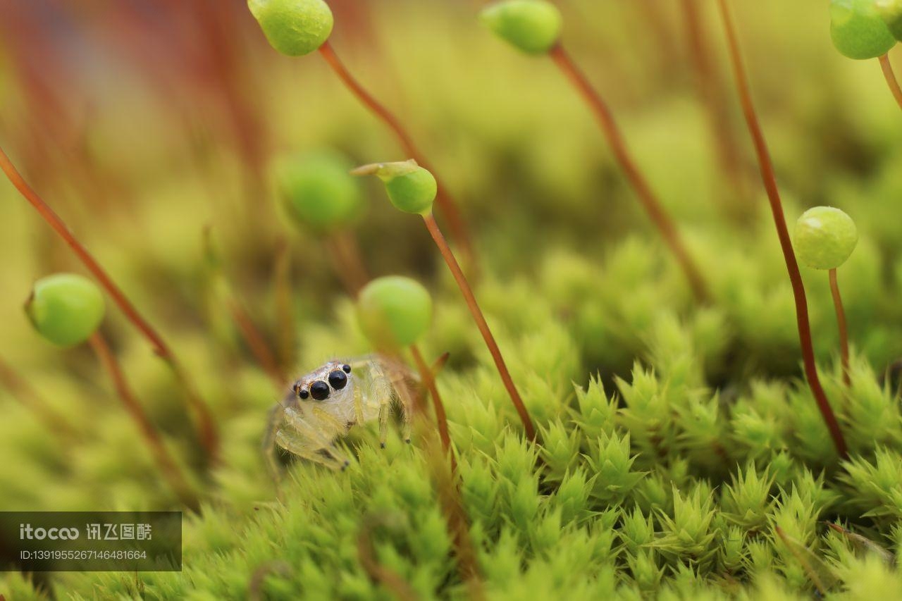 特写,青草,苔藓