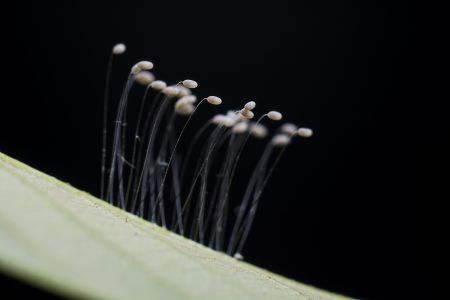 特写,青草,自然,户外,生物,植物,树叶,环境