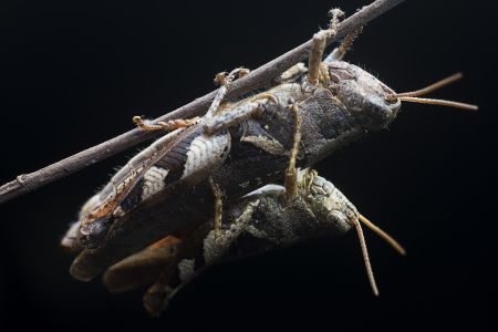 生物,特写,动物,自然,环境,昆虫,户外,田园风光