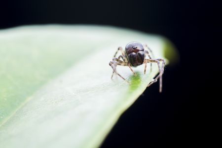 昆虫,节肢动物,虫子,动物,生物,特写,微距
