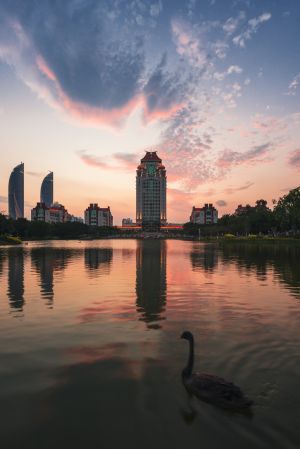 日落,江河,城镇,建筑,都市,天空,天鹅