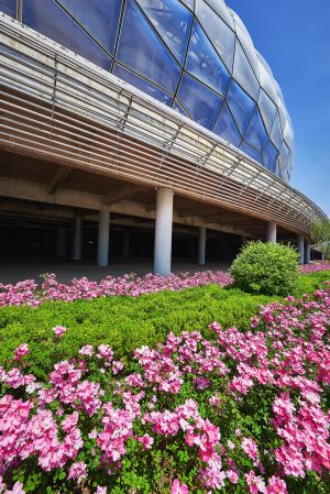 花卉,城镇,建筑,天空,道路,公路,清晨,植物,花,树叶