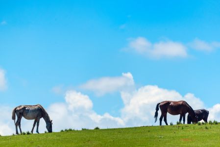 草原,生物,马,动物,天空,自然风光,白云