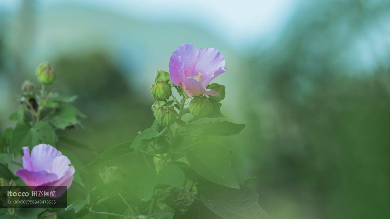 木芙蓉,植物,花