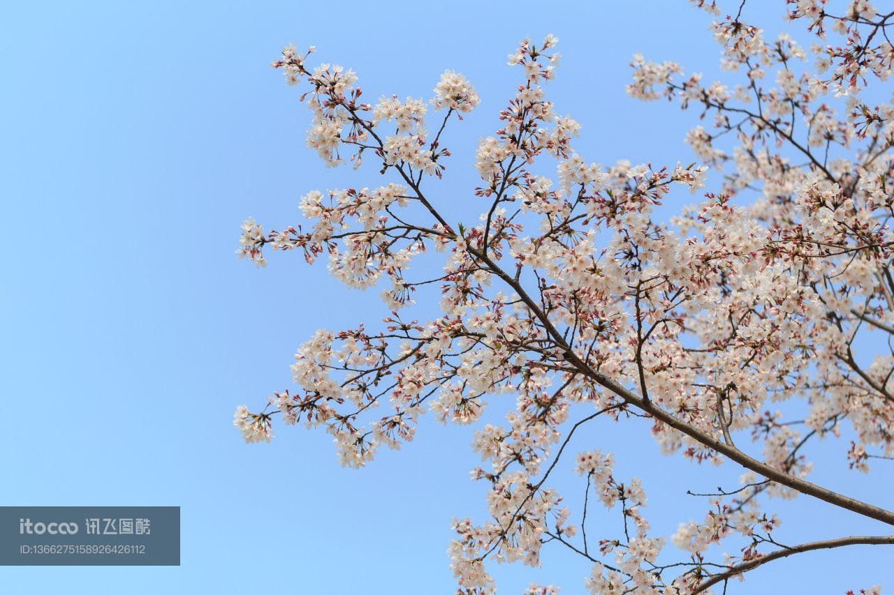 其它,樱花盛开,特写