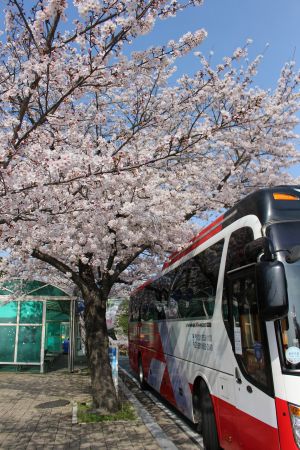 韩国,春天,花,大客车,樱花,国外,生物,特写,植物,树木,交通工具,物品,樱花盛开