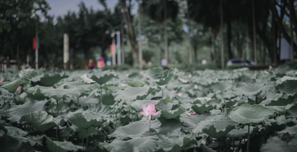 生物,特写,植物,荷花,仰拍,树木,天空,花