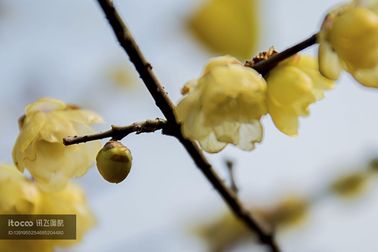 特写,花,梅花