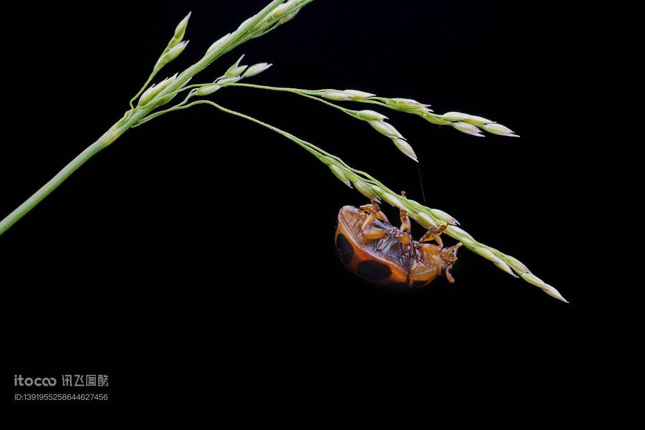 特写,七星瓢虫,生物