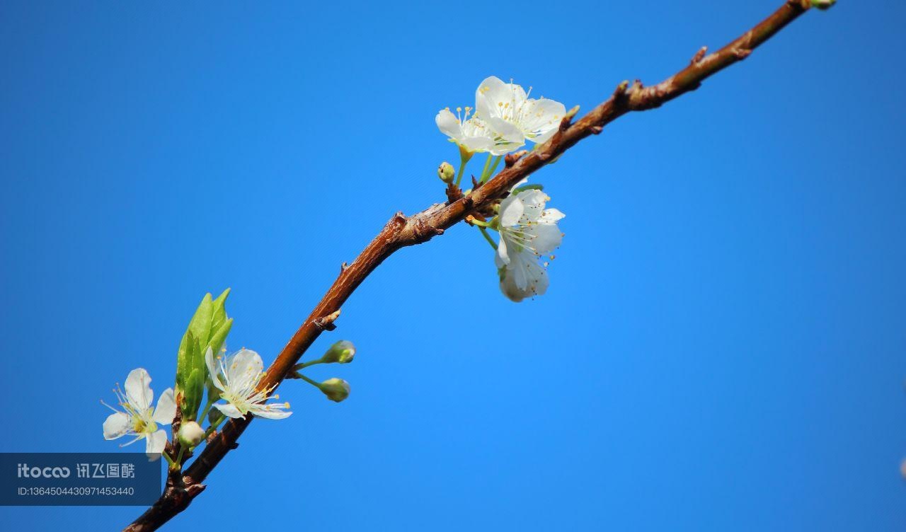 特写,植物,花