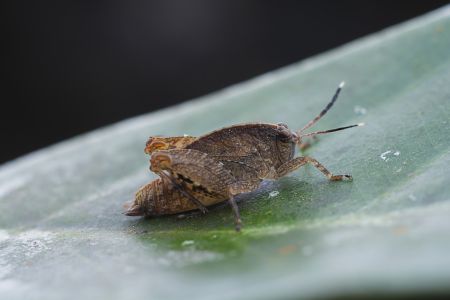 昆虫,节肢动物,昆虫类,动物,生物,特写