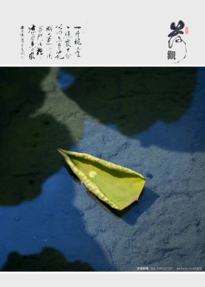 植物,自然风光,生物,特写,花,树叶,树木