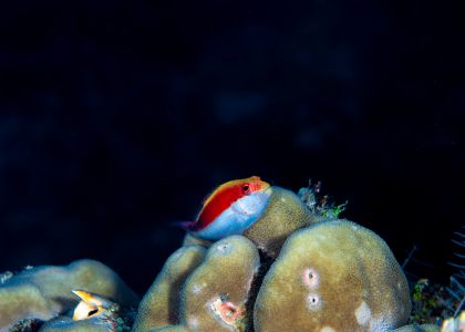 生物,动物,鱼类,海洋